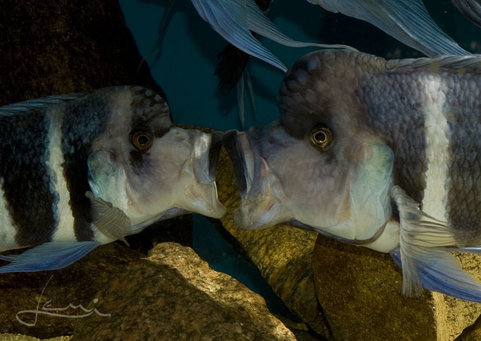 Cyphotilapia gibberosa 'Kitumba'